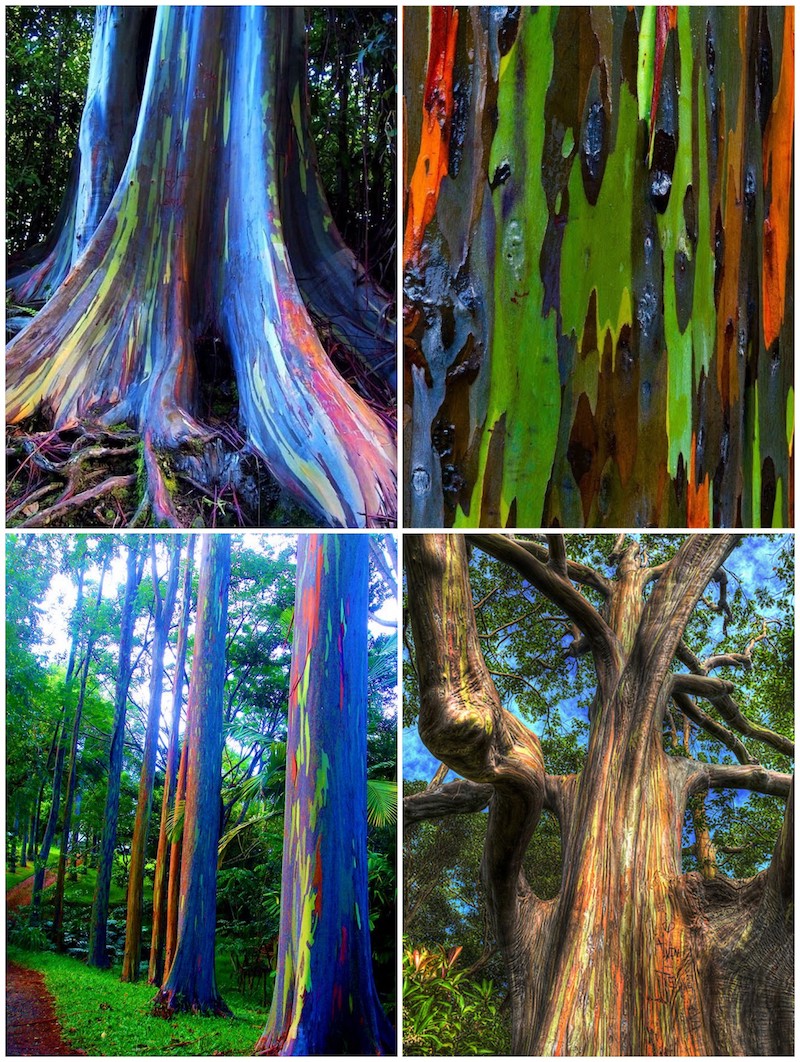 eucalyptus deglupta ou rainbow tree