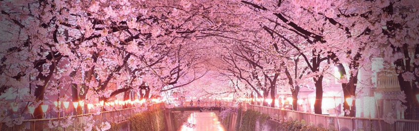 Sakura, la nuit tombée