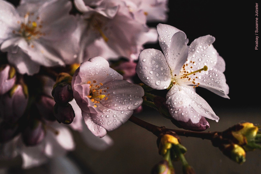 Sakura Les Cerisiers En Fleur Du Japon Ma Plume Webmag