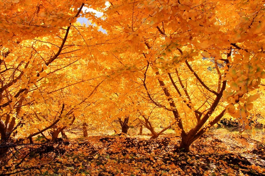 Gingkos dorés à Tarumizu