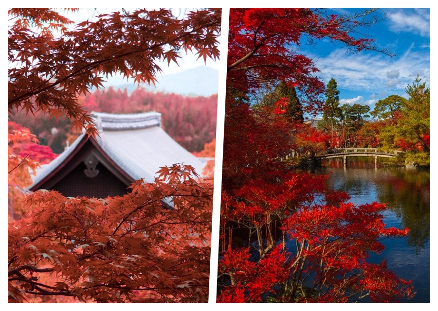 Koyo - Admirer les paysages d'automne au Japon