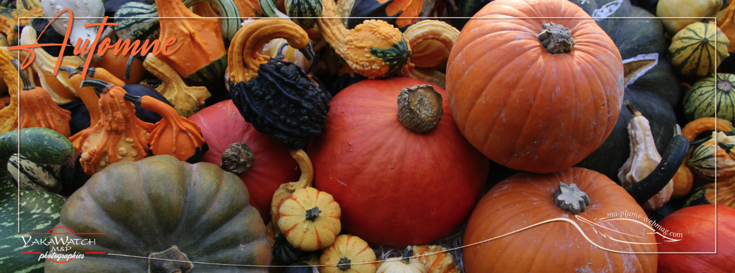 Récolte d'automne - Photo Yakawatch - Nature morte avec citrouilles