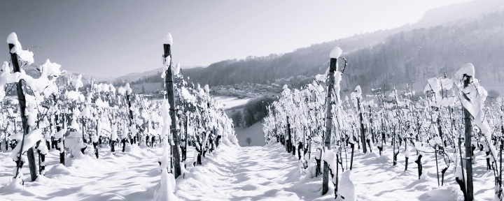 161210 vignoble de glace